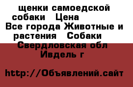 щенки самоедской собаки › Цена ­ 25 000 - Все города Животные и растения » Собаки   . Свердловская обл.,Ивдель г.
